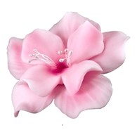 Magnolia 04m Pink 5.5 cm (10)