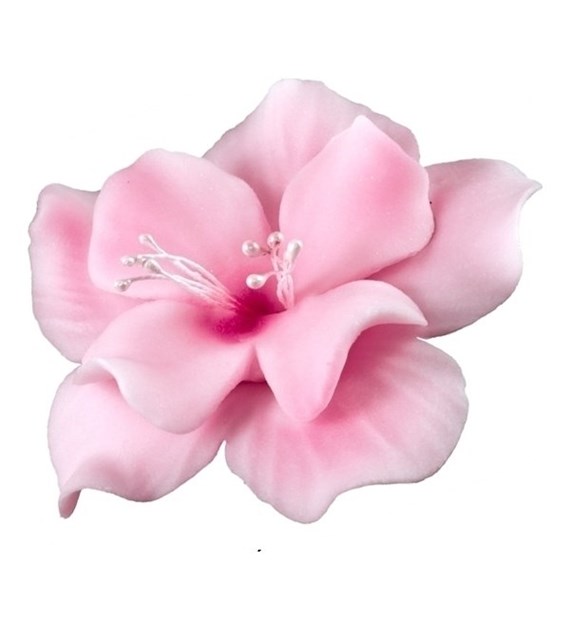 Magnolia 04m Pink 5.5 cm (10)