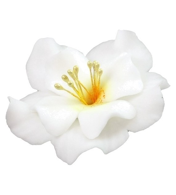 Magnolia 04m White 5.5 cm (10)