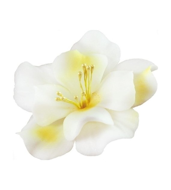 Magnolia 04 White / Honey 9.5 cm (8)