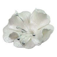 Magnolia 04m Pearl 5.5 cm (10)