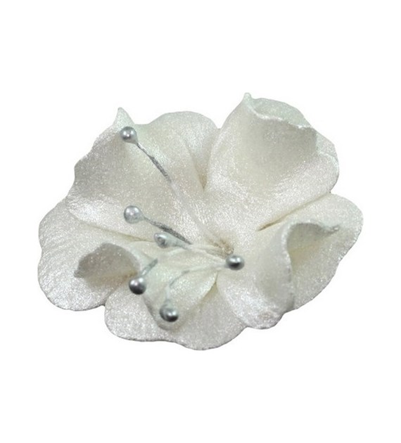 Magnolia 04m Pearl 5.5 cm (10)