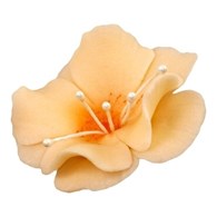 Magnolia 04m Orange 5.5 cm (10)
