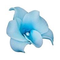 Orchid 053 Blue 6 cm (10)