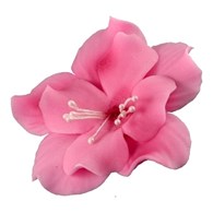 Magnolia 04m Dark Pink 5.5 cm (10)