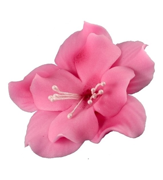 Magnolia 04m Dark Pink 5.5 cm (10)