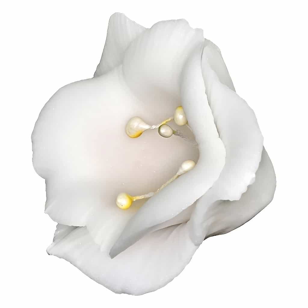 Sugar Freesia Flowers 5 cm