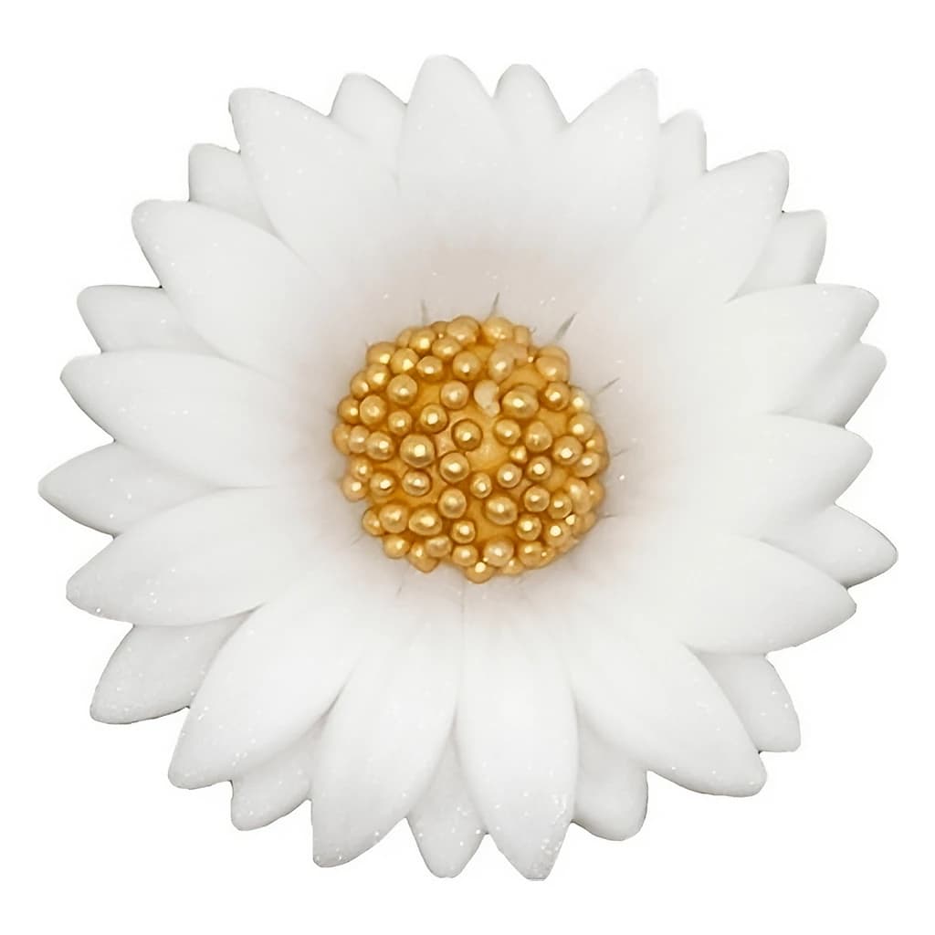 Double Sugar Daisy 4.5 cm