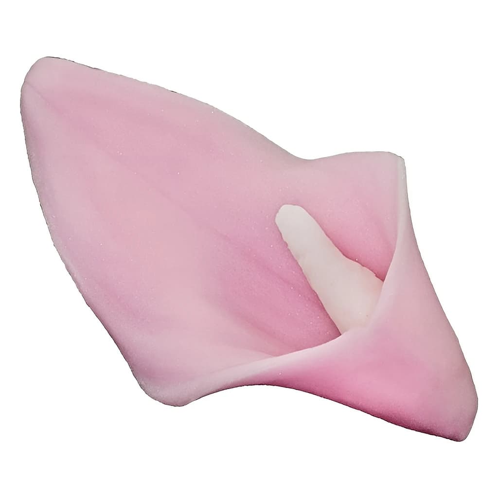 Sugar Anthurium – Pink, 8 cm (Pack of 20)