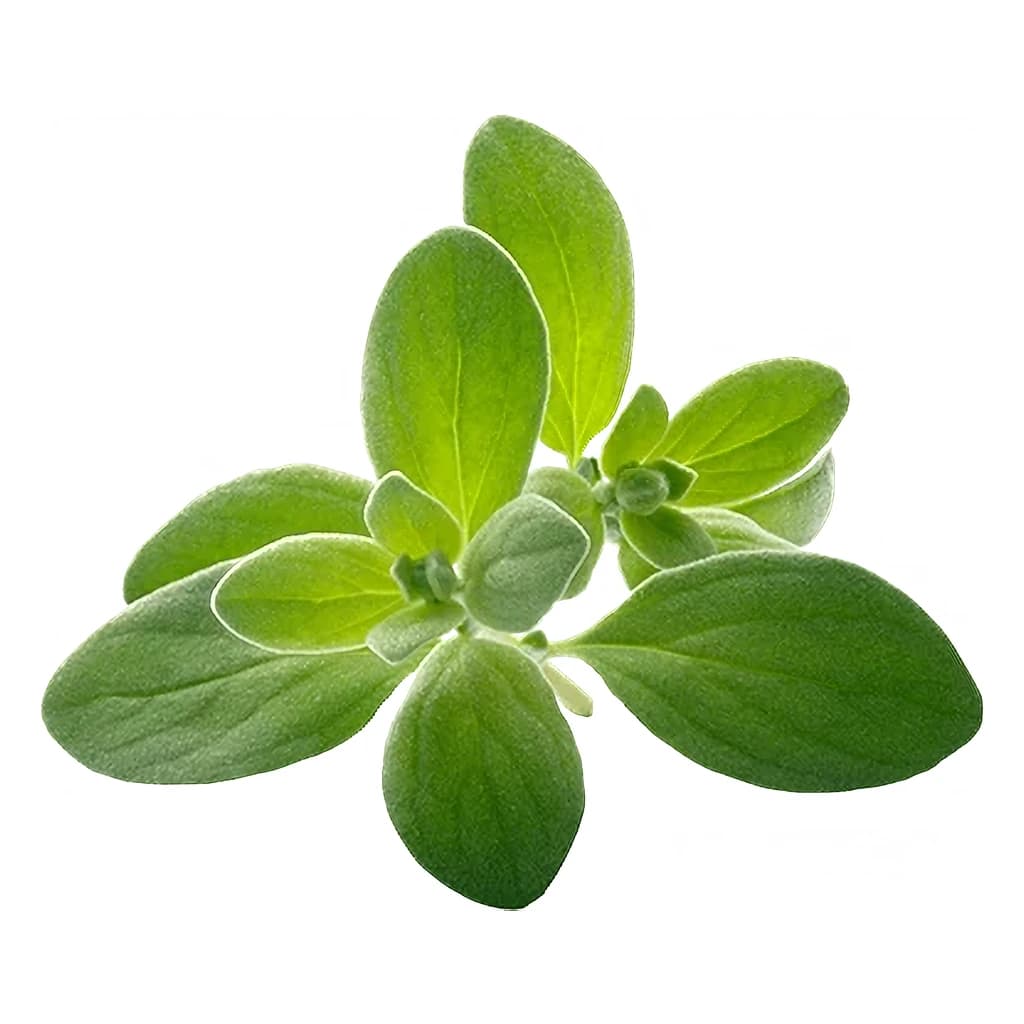 Marjoram