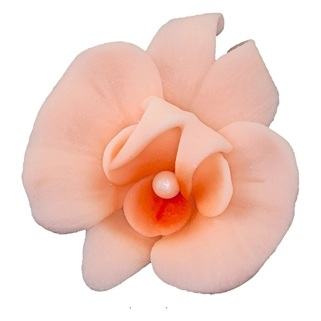 Sugar Cymbidium Orchid – Salmon, 6 cm (Pack of 10)
