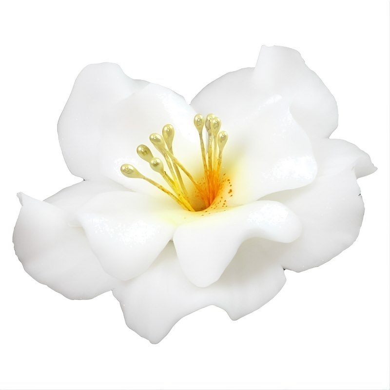 Magnolia 04m White 5.5 cm 10 pc