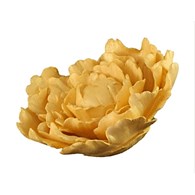 Peony 05 Golden 10 cm