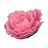 Peony 05 Dark Pink 10 cm