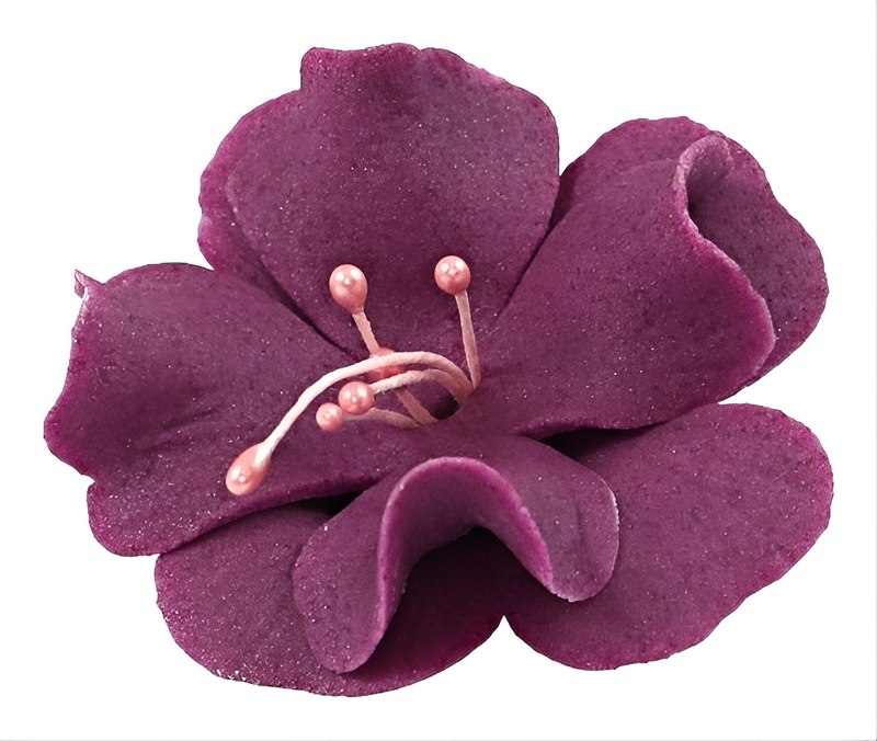 Magnolia 04m Fuchsia 5.5 cm 10 pc