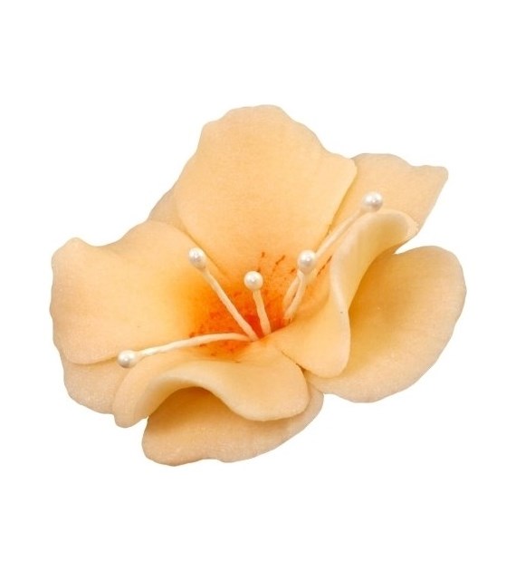 Magnolia 04m Orange 5.5 cm (10)