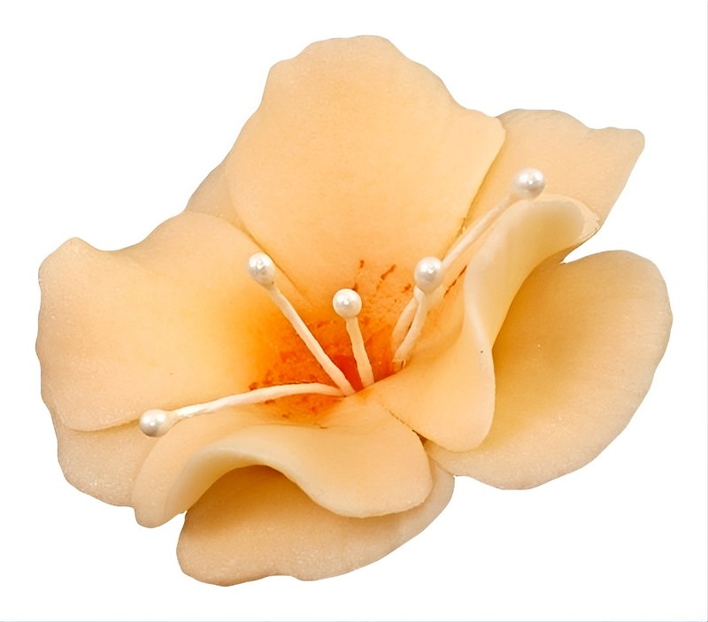 Magnolia 04m Orange 5.5 cm 10 pc