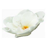 Eustoma Small 013m White 8 cm 3 pc