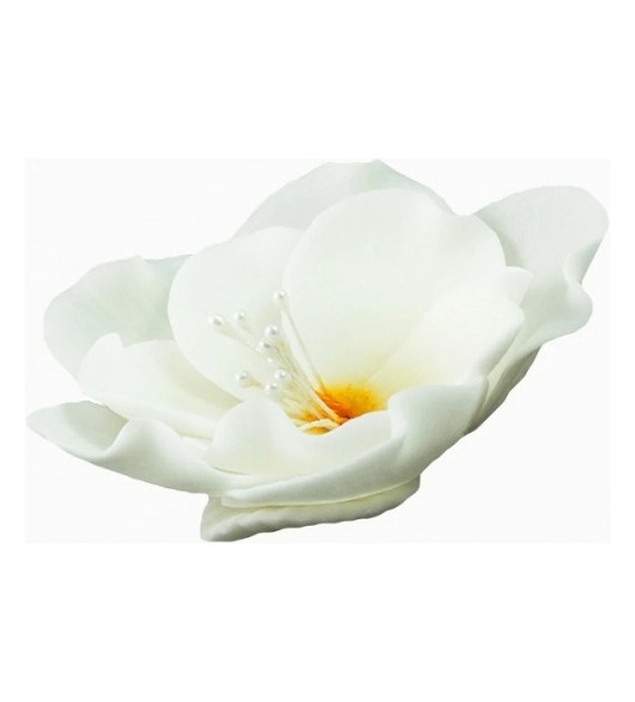 Eustoma Small 013m White 8 cm 3 pc