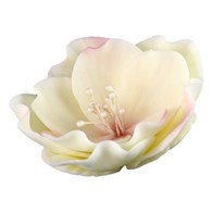 Eustoma Small 013m Ecru/Pink 8 cm 3 pc