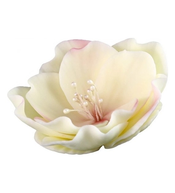 Eustoma Small 013m Ecru/Pink 8 cm 3 pc