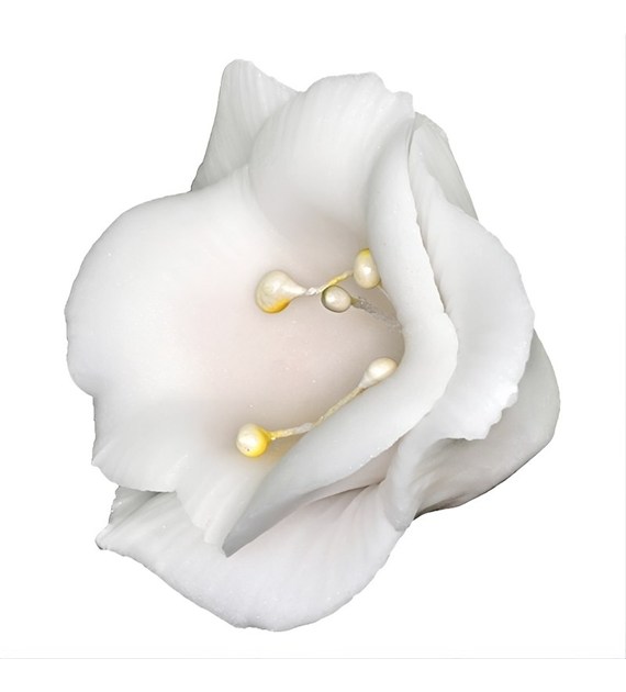 Freesia 03 White 5 cm (10 pc)
