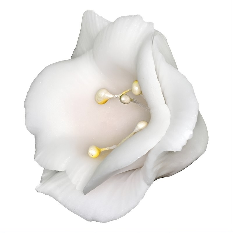 Freesia 03 White 5cm (10)