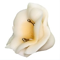 Freesia 03 Ecru 5cm (10)