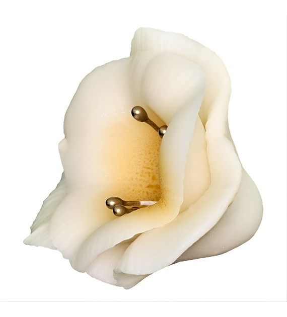 Freesia 03 Ecru 5 cm (10 pc)
