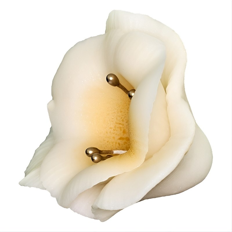 Freesia 03 Ecru 5 cm (10 pc)