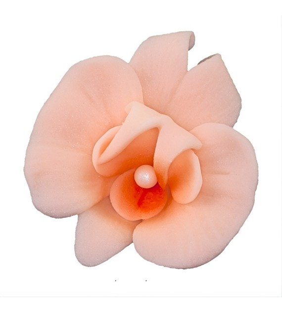 Cymbidium 055 Salmon 6 cm (10 pc)